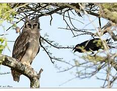 Verreaux's Eagle-Owl