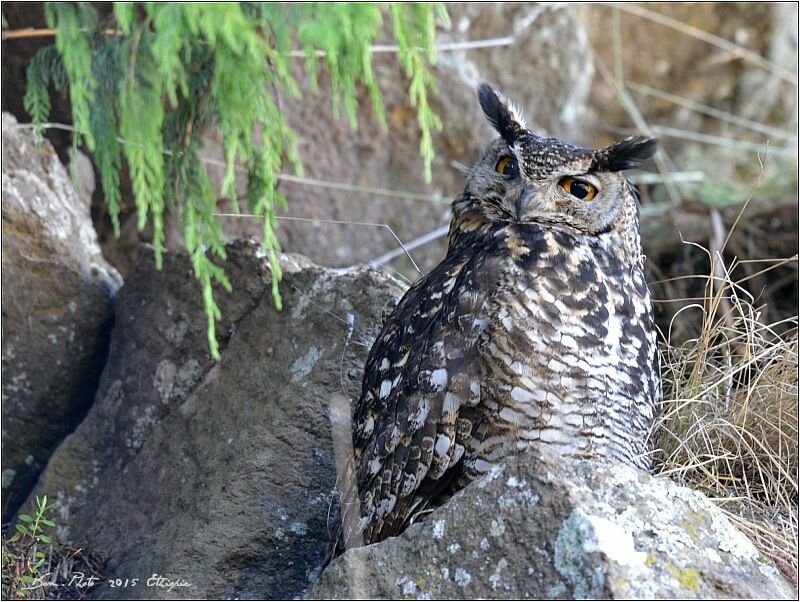 Cape Eagle-Owl