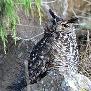 Cape Eagle-Owl