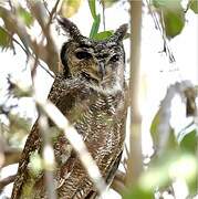 Greyish Eagle-Owl