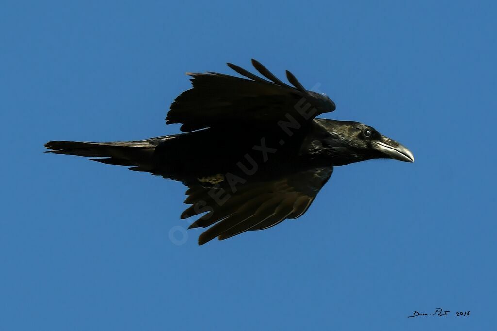 Northern Raven