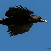 Northern Raven