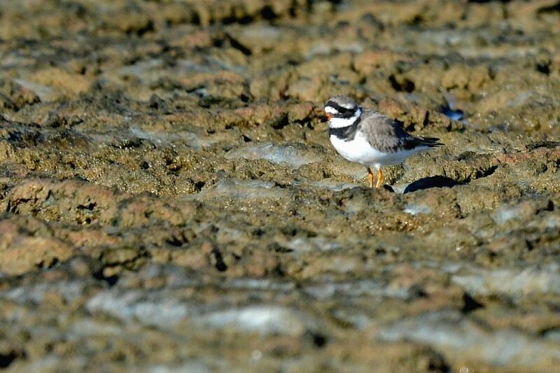 Common Ringed Plover