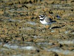 Common Ringed Plover