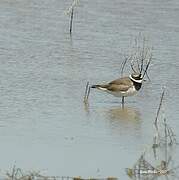 Common Ringed Plover