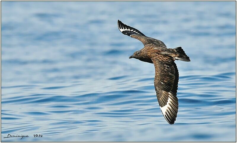 Great Skua