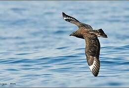 Great Skua