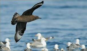 Great Skua