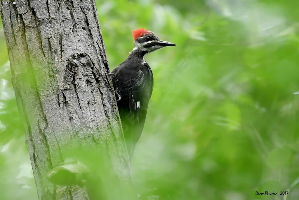 Pileated Woodpecker