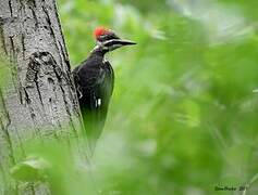 Pileated Woodpecker