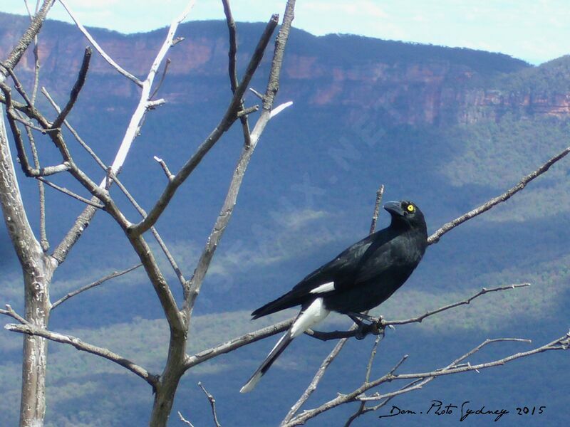 Pied Currawong