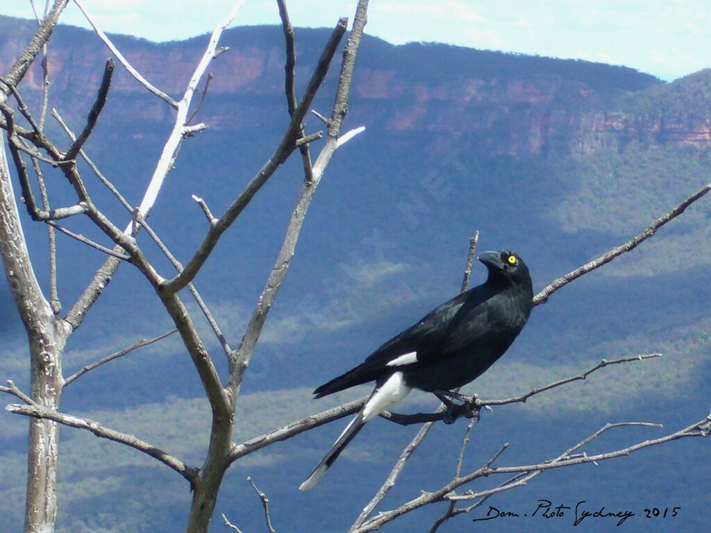 Pied Currawong