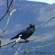 Pied Currawong