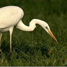 Grande Aigrette