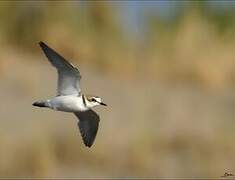 Kentish Plover