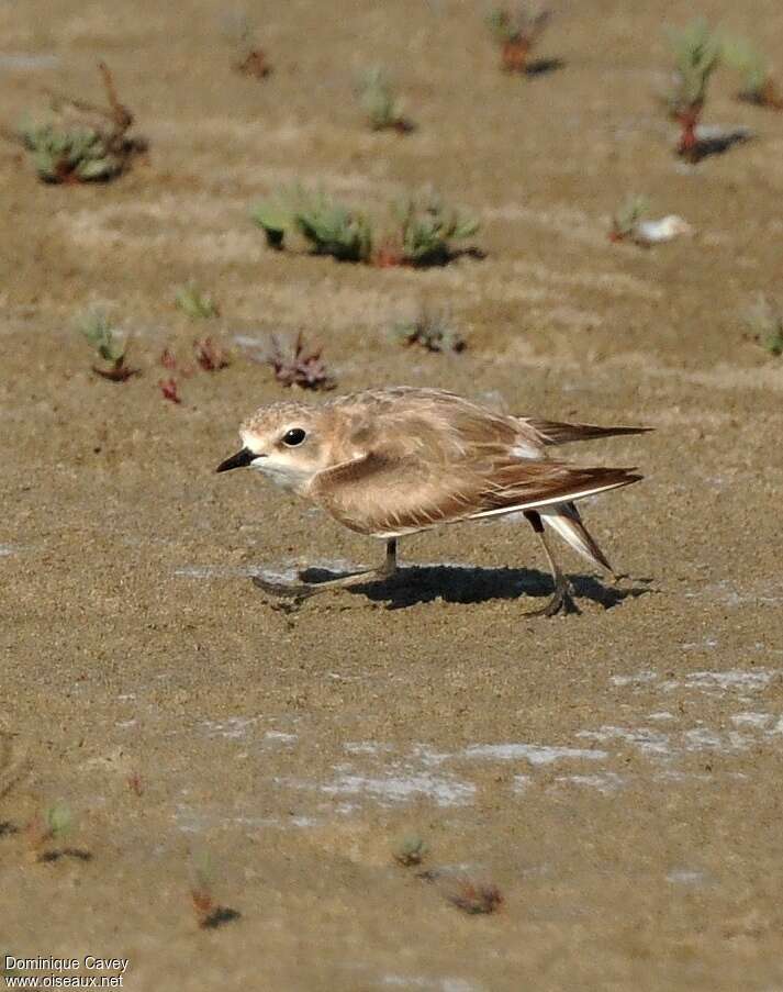 Kentish Plover female adult, Reproduction-nesting, Behaviour