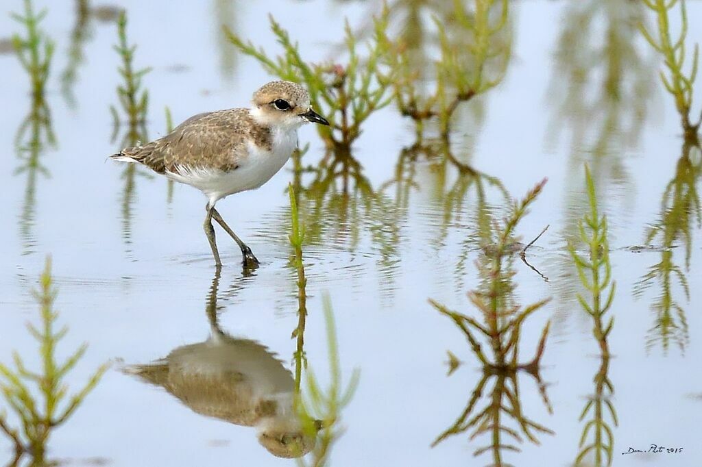 Kentish Plover