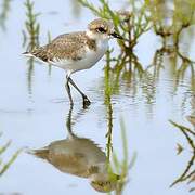 Kentish Plover