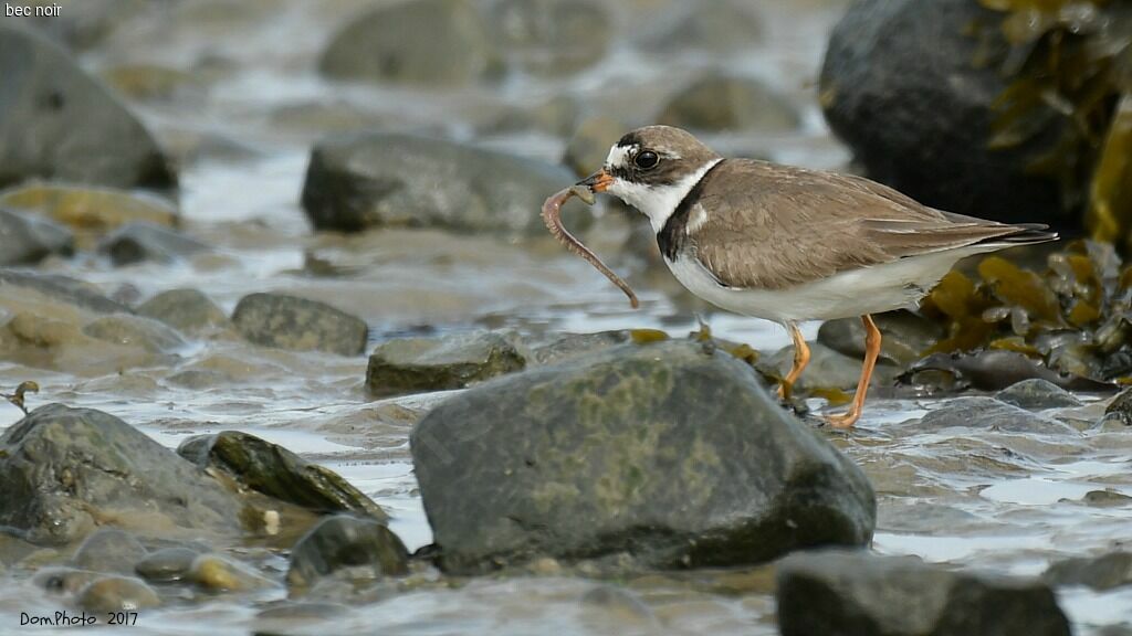 Semipalmated Plover