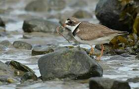 Semipalmated Plover