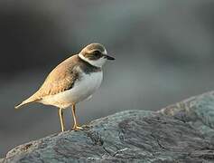 Semipalmated Plover