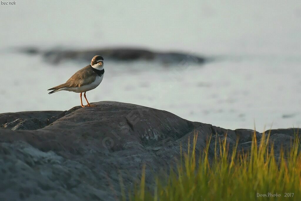 Semipalmated Ploveradult breeding