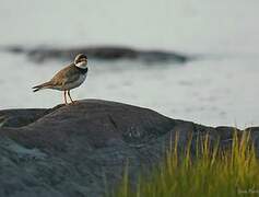 Semipalmated Plover