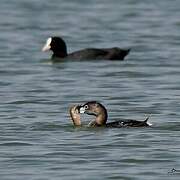 Pied-billed Grebe