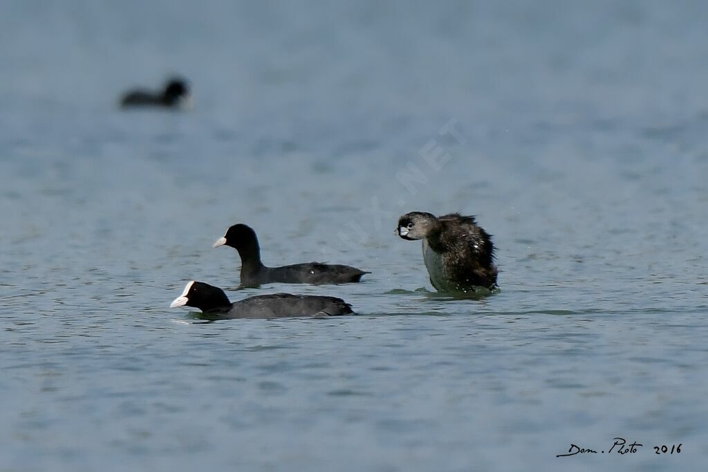 Pied-billed Grebe