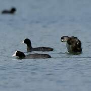 Pied-billed Grebe