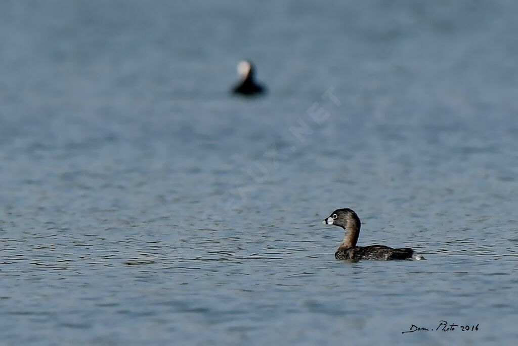 Pied-billed Grebe