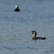 Pied-billed Grebe