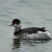 Black-necked Grebe