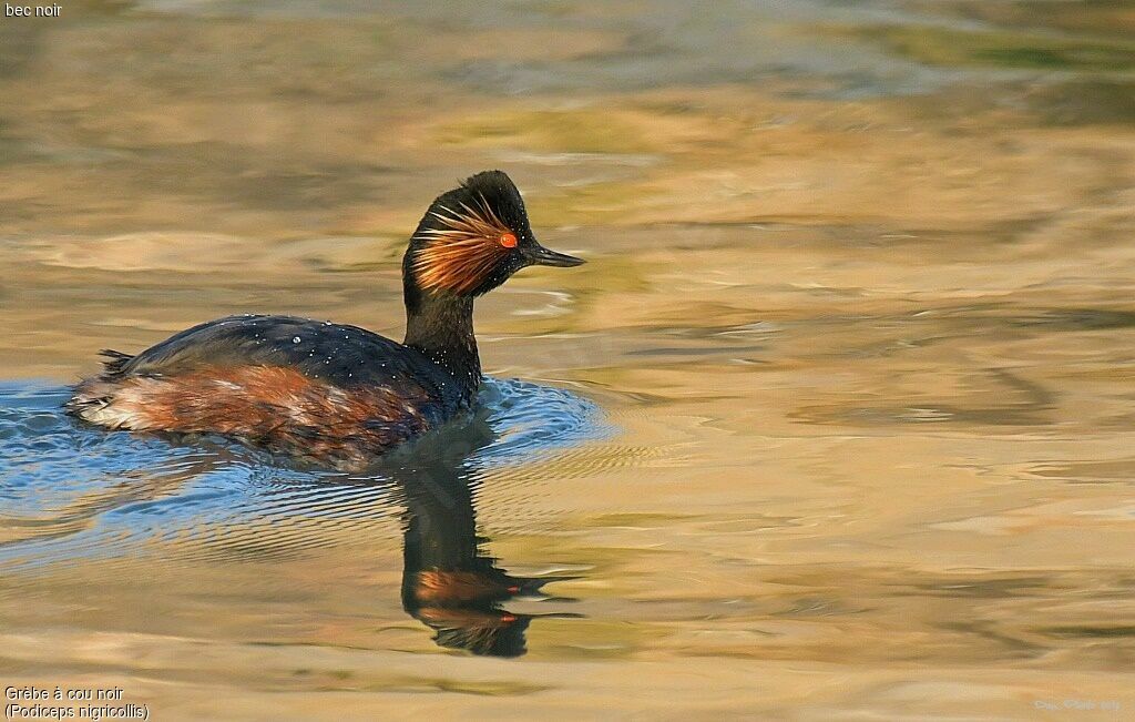 Black-necked Grebe