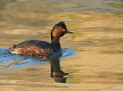 Black-necked Grebe