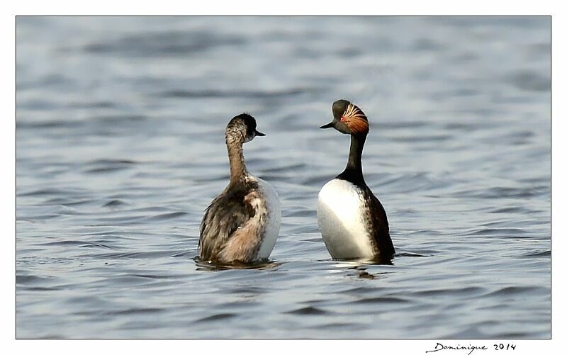 Black-necked Grebe