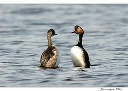 Black-necked Grebe