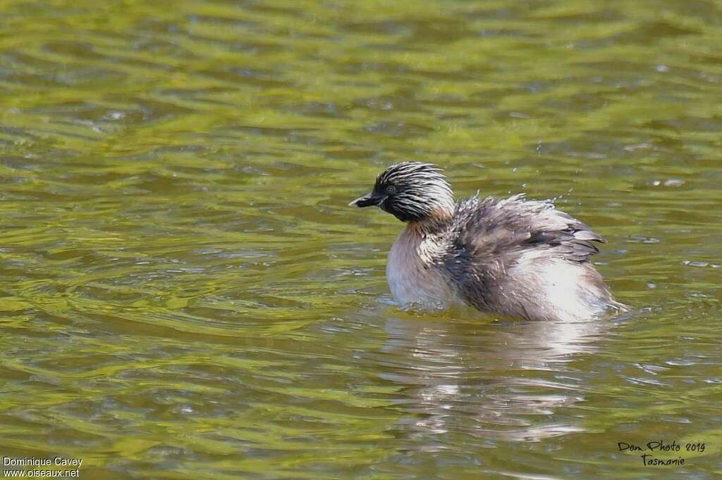 Hoary-headed Grebeadult