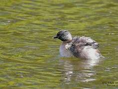 Hoary-headed Grebe