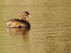 Little Grebe