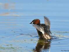 Little Grebe