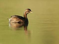 Little Grebe