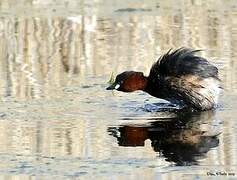 Little Grebe