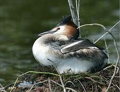 Great Crested Grebe