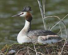 Great Crested Grebe