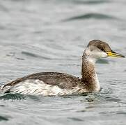 Red-necked Grebe