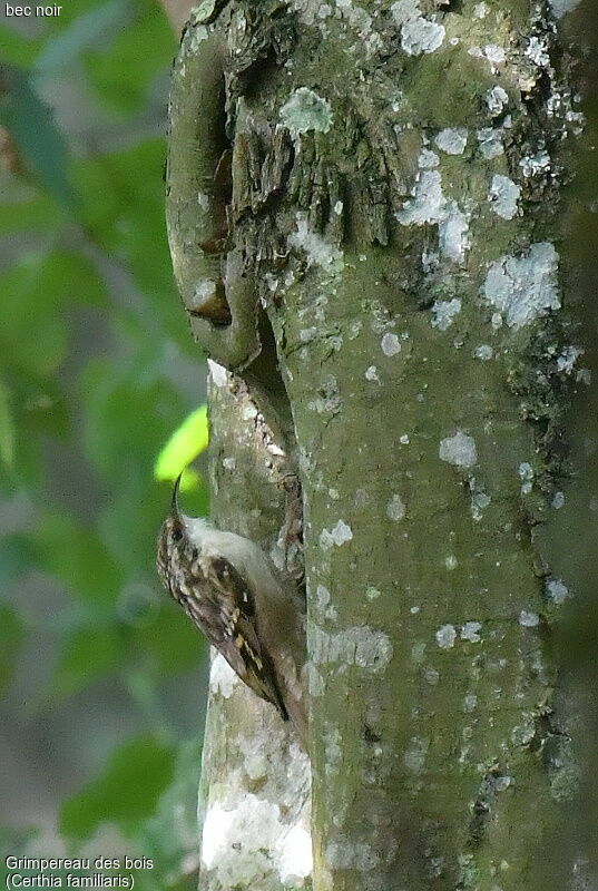 Eurasian Treecreeper