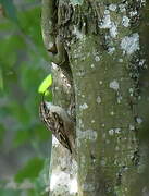 Eurasian Treecreeper