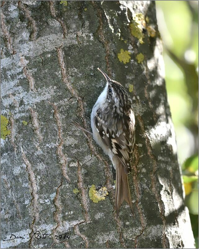 Short-toed Treecreeper