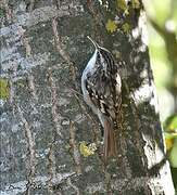 Short-toed Treecreeper